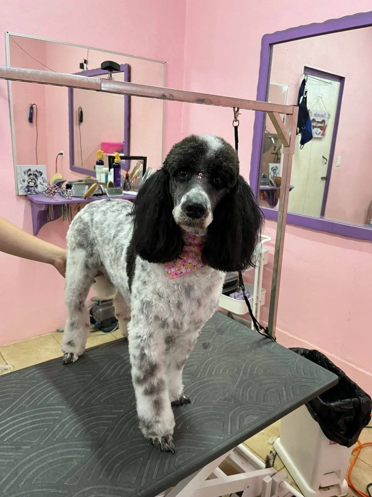 Professional dog grooming
